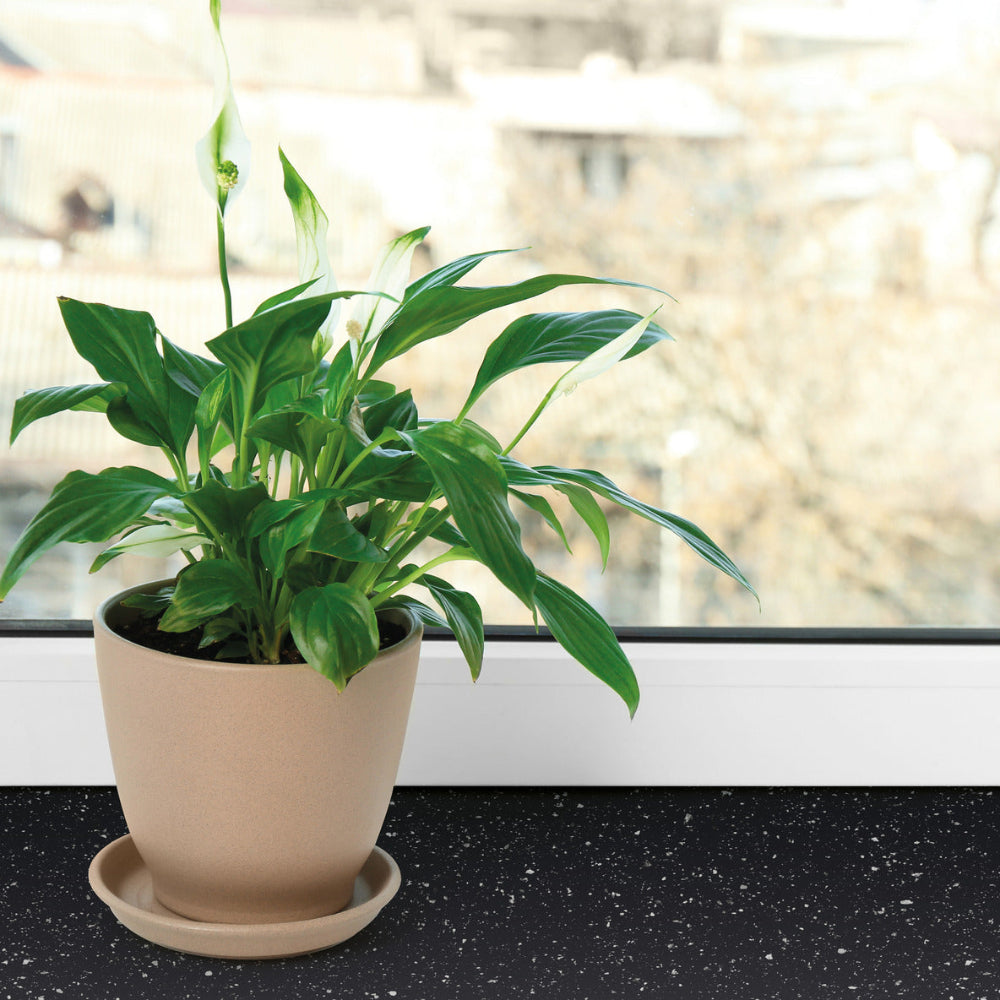Black Granite | Adhesive Vinyl - various sizes